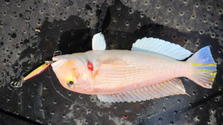 第二龍勢丸 釣果