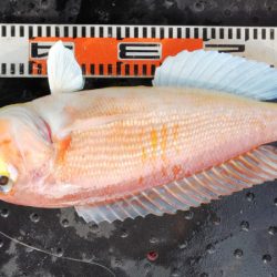 第二龍勢丸 釣果