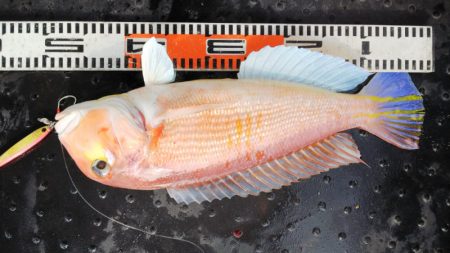 第二龍勢丸 釣果