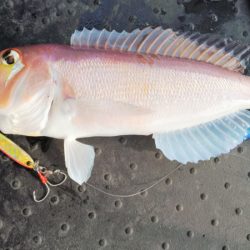 第二龍勢丸 釣果