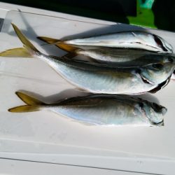 小島丸 釣果