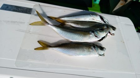 小島丸 釣果