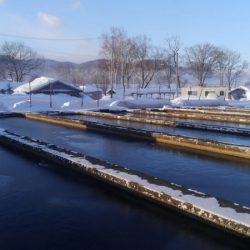 つりぼりあかし 釣果