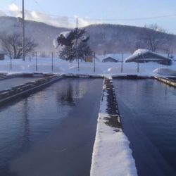 つりぼりあかし 釣果