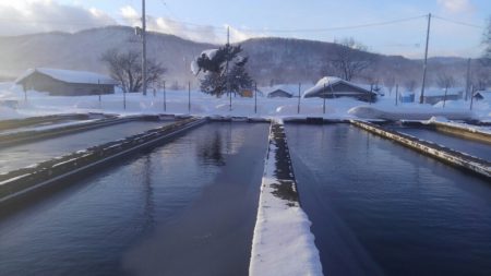つりぼりあかし 釣果