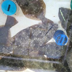 タイラバ遊漁船 ワンピース 釣果