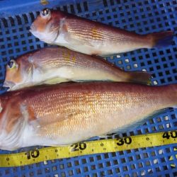 第三共栄丸 釣果