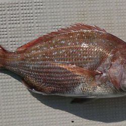 遊漁船　家入 釣果