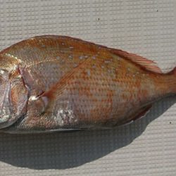 遊漁船　家入 釣果