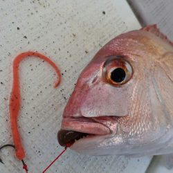 タイラバ遊漁船 ワンピース 釣果