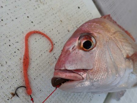 タイラバ遊漁船 ワンピース 釣果