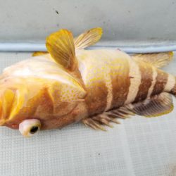 アマテラス 釣果