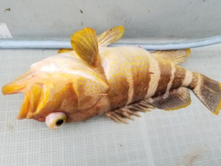 アマテラス 釣果