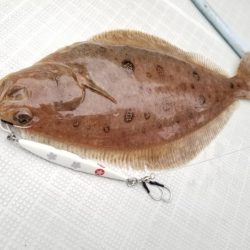 アマテラス 釣果