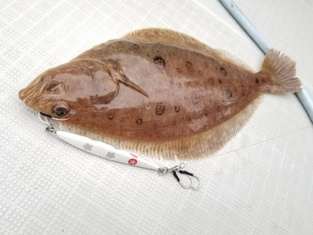 アマテラス 釣果