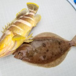 アマテラス 釣果