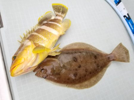 アマテラス 釣果