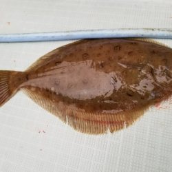 アマテラス 釣果