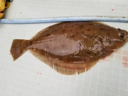 アマテラス 釣果