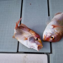 アマテラス 釣果