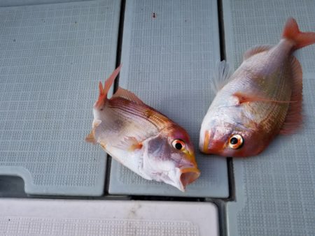 アマテラス 釣果