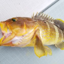 アマテラス 釣果