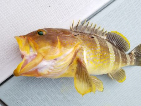 アマテラス 釣果