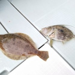 アマテラス 釣果