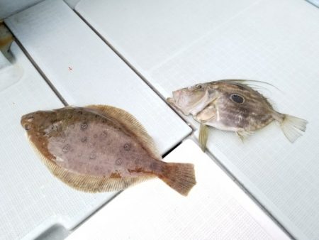 アマテラス 釣果