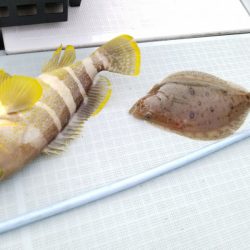 アマテラス 釣果