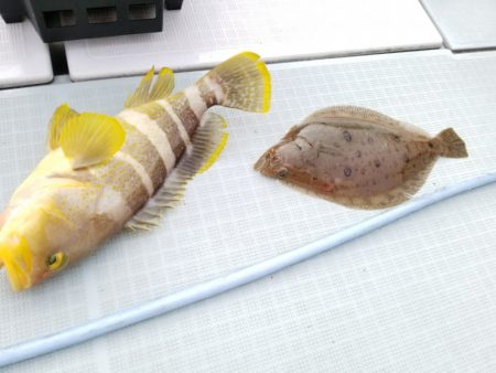 アマテラス 釣果