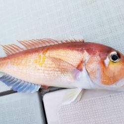 アマテラス 釣果