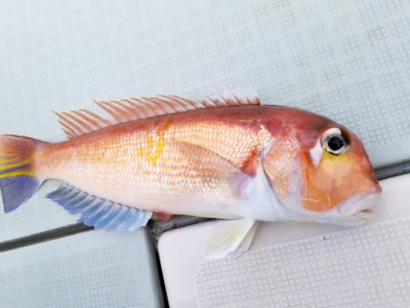 アマテラス 釣果