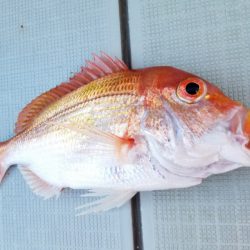 アマテラス 釣果