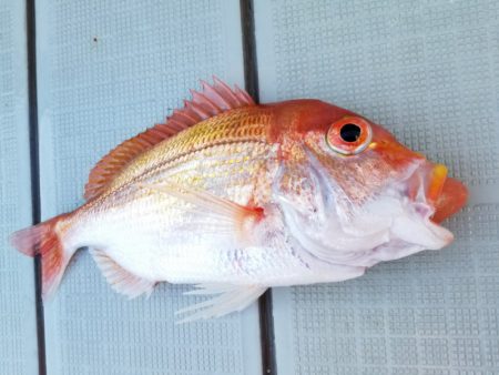 アマテラス 釣果