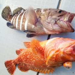 アマテラス 釣果