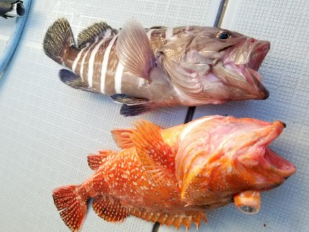 アマテラス 釣果