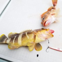 アマテラス 釣果