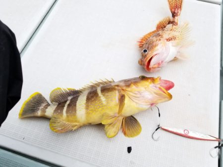 アマテラス 釣果