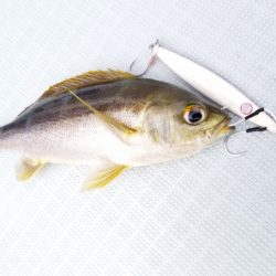 アマテラス 釣果