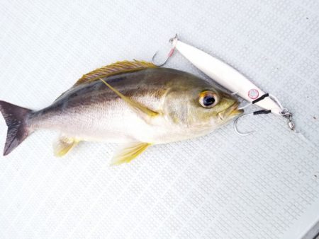 アマテラス 釣果