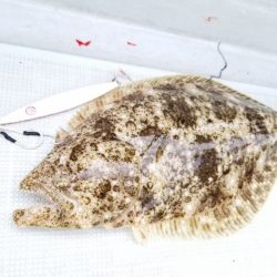 アマテラス 釣果