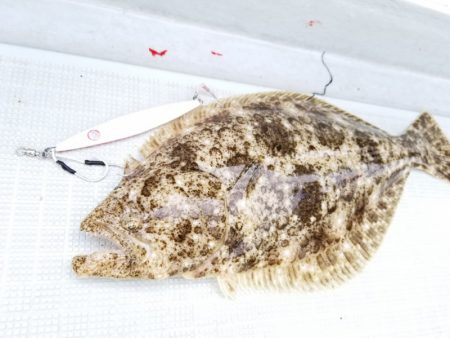 アマテラス 釣果