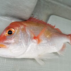 アマテラス 釣果