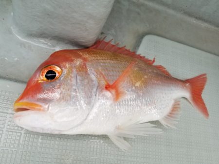 アマテラス 釣果