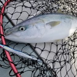 アマテラス 釣果