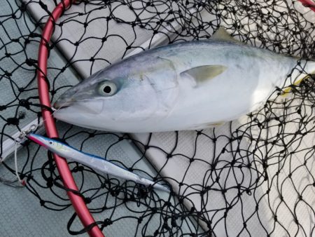 アマテラス 釣果