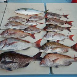 きずなまりん 釣果