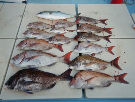 きずなまりん 釣果