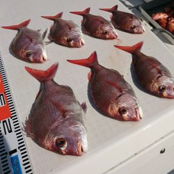 遊漁船 家入 釣果